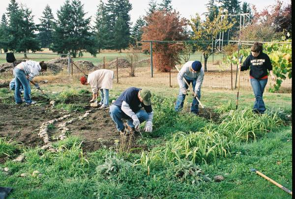 A community garden in Montreal, Canada