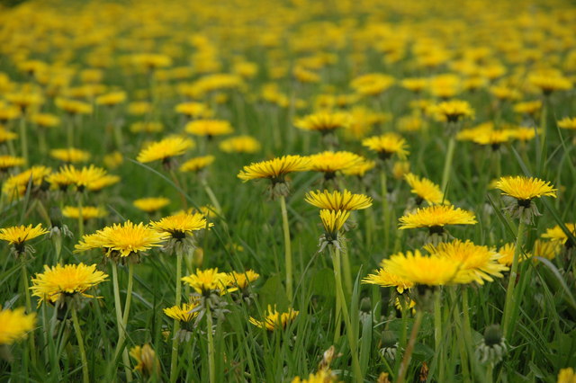 Dandelions are easy to find and can be quite tasty