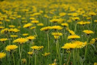 Dandelions are easy to find and can be quite tasty